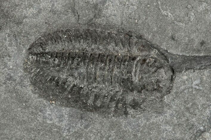 Prone Triarthrus Trilobite Fossil - Ontario #191152